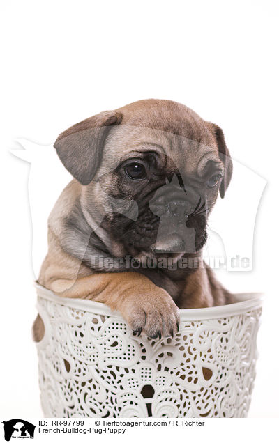 Frops Welpe / French-Bulldog-Pug-Puppy / RR-97799