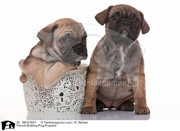 Frops Welpen / French-Bulldog-Pug-Puppies / RR-97807