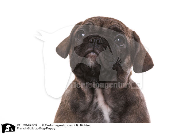 Frops Welpe / French-Bulldog-Pug-Puppy / RR-97809