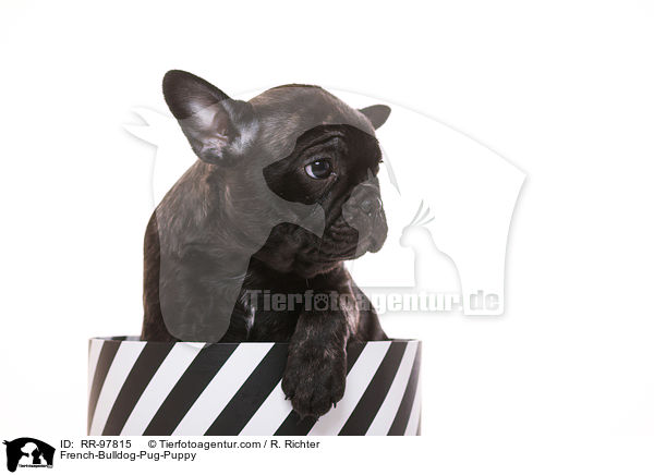 Frops Welpe / French-Bulldog-Pug-Puppy / RR-97815