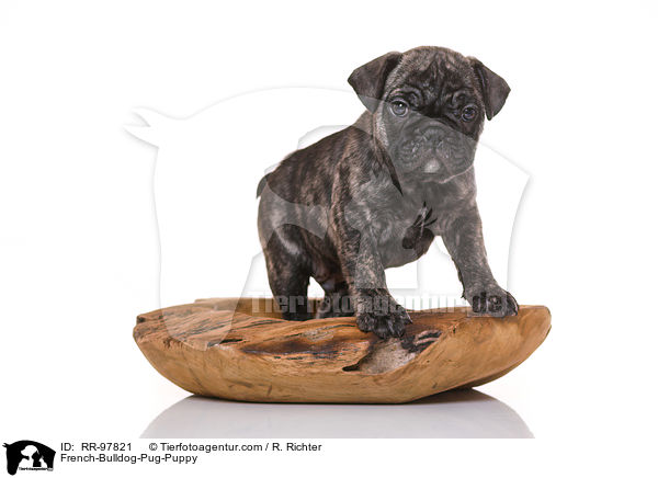 Frops Welpe / French-Bulldog-Pug-Puppy / RR-97821