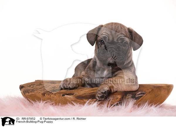 Frops Welpe / French-Bulldog-Pug-Puppy / RR-97852