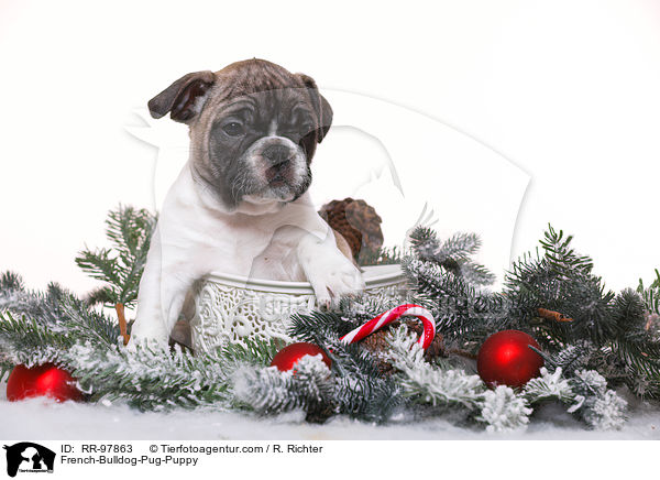 Frops Welpe / French-Bulldog-Pug-Puppy / RR-97863