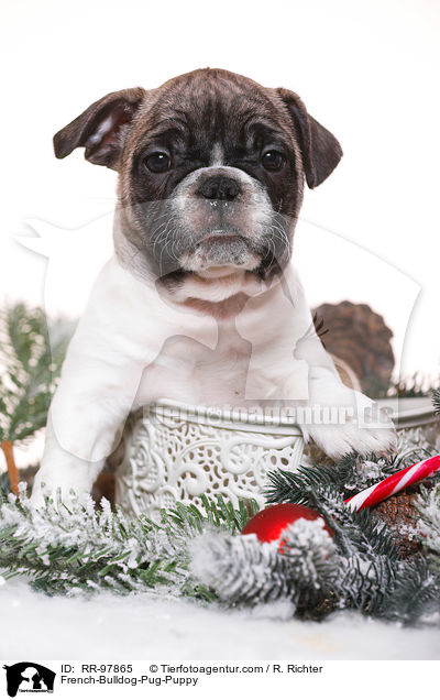 Frops Welpe / French-Bulldog-Pug-Puppy / RR-97865