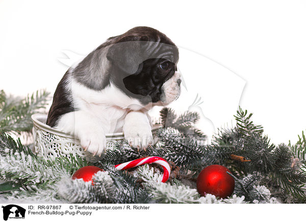 Frops Welpe / French-Bulldog-Pug-Puppy / RR-97867