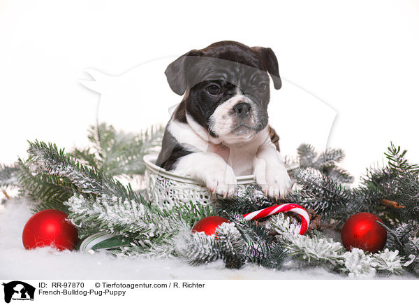 Frops Welpe / French-Bulldog-Pug-Puppy / RR-97870