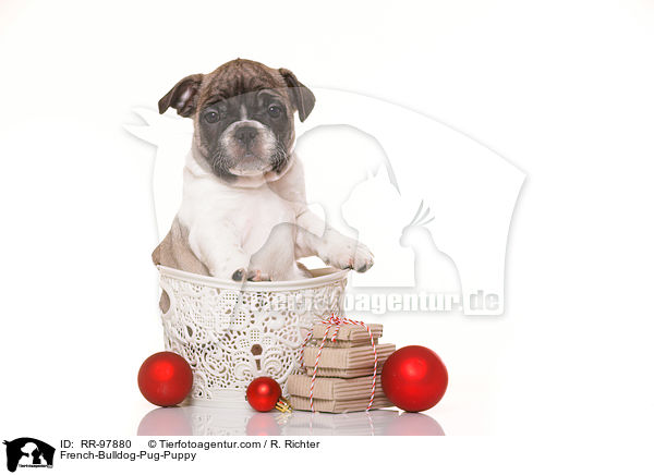 Frops Welpe / French-Bulldog-Pug-Puppy / RR-97880