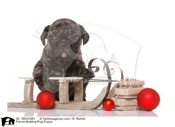 Frops Welpe / French-Bulldog-Pug-Puppy / RR-97881
