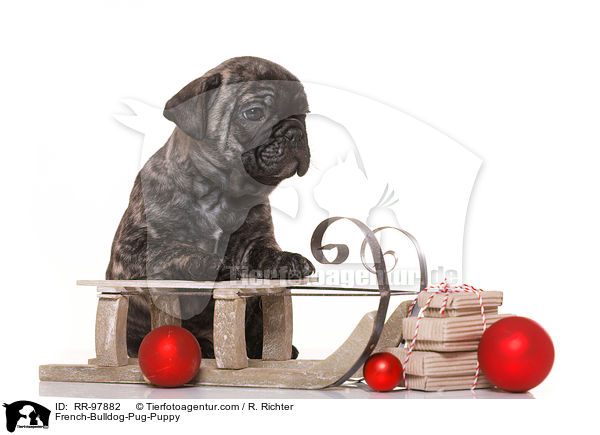 Frops Welpe / French-Bulldog-Pug-Puppy / RR-97882