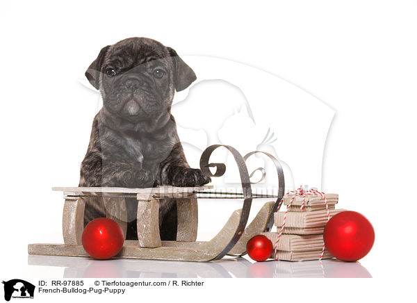 Frops Welpe / French-Bulldog-Pug-Puppy / RR-97885