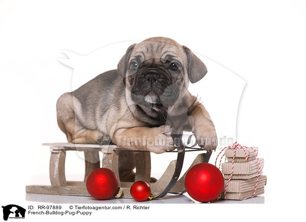 Frops Welpe / French-Bulldog-Pug-Puppy / RR-97889