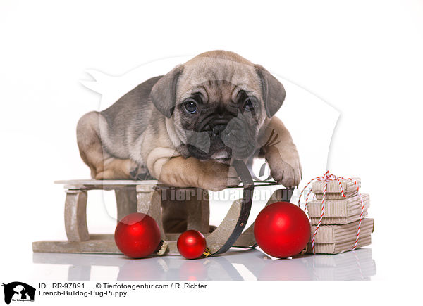 Frops Welpe / French-Bulldog-Pug-Puppy / RR-97891