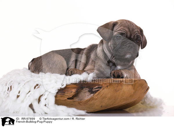 Frops Welpe / French-Bulldog-Pug-Puppy / RR-97899