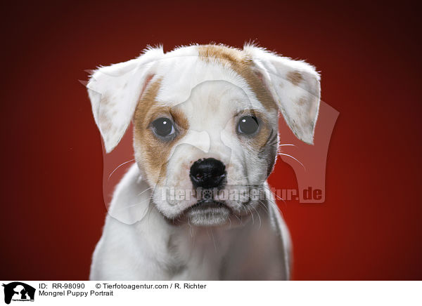 Portrait eines Mischlingswelpen / Mongrel Puppy Portrait / RR-98090