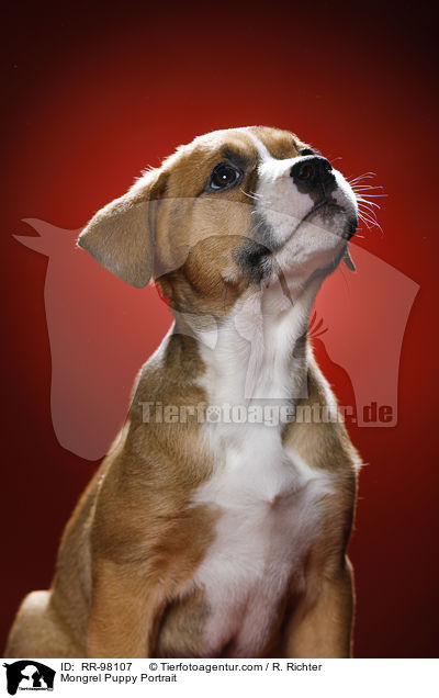 Portrait eines Mischlingswelpen / Mongrel Puppy Portrait / RR-98107