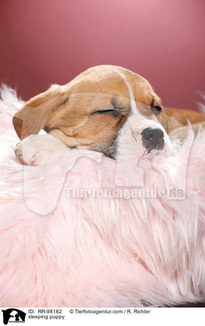 schlafender Welpe / sleeping puppy / RR-98182