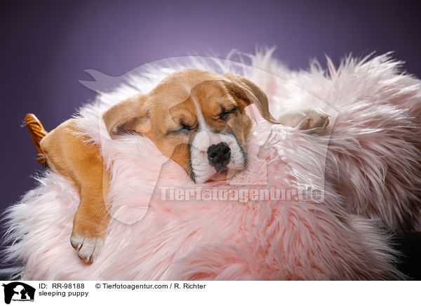 schlafender Welpe / sleeping puppy / RR-98188