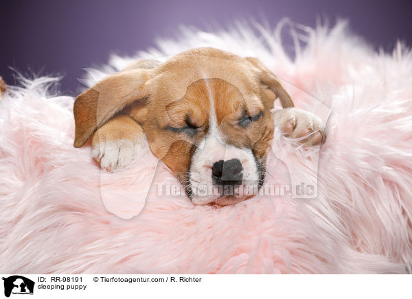 schlafender Welpe / sleeping puppy / RR-98191