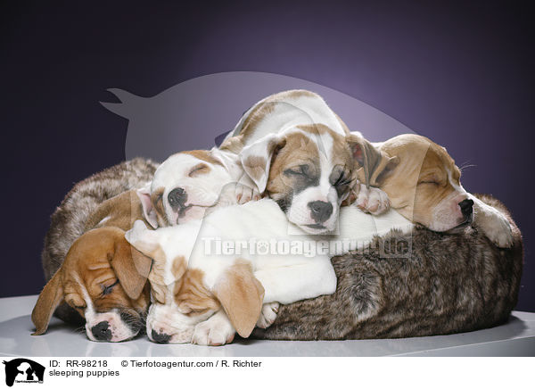 schlafende Welpen / sleeping puppies / RR-98218