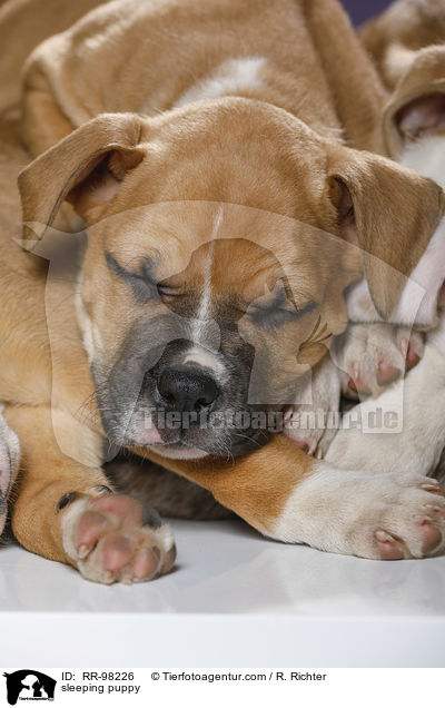 schlafender Welpe / sleeping puppy / RR-98226