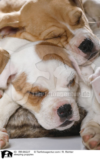 schlafende Welpen / sleeping puppies / RR-98227