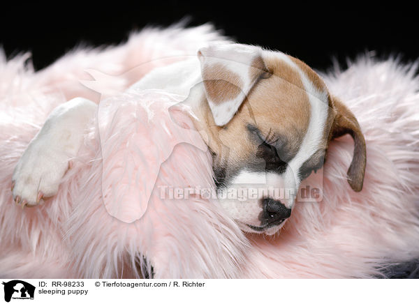 schlafender Welpe / sleeping puppy / RR-98233