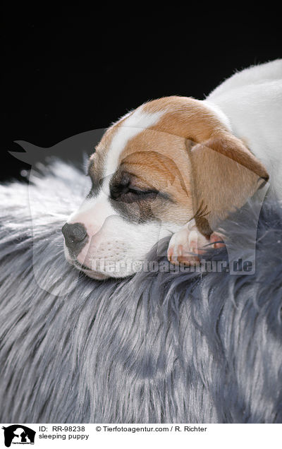 schlafender Welpe / sleeping puppy / RR-98238