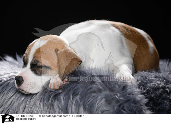 schlafender Welpe / sleeping puppy / RR-98239