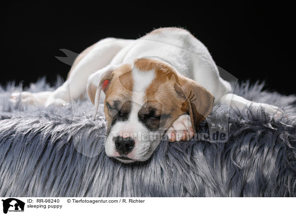 schlafender Welpe / sleeping puppy / RR-98240