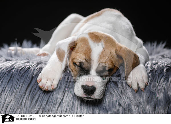 schlafender Welpe / sleeping puppy / RR-98243