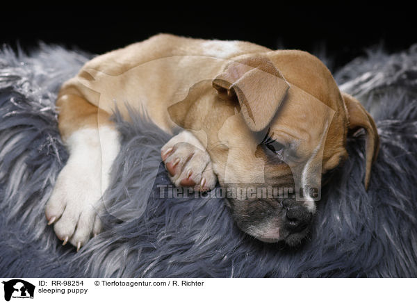 schlafender Welpe / sleeping puppy / RR-98254
