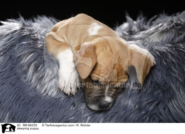 schlafender Welpe / sleeping puppy / RR-98255