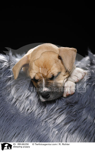 schlafender Welpe / sleeping puppy / RR-98256