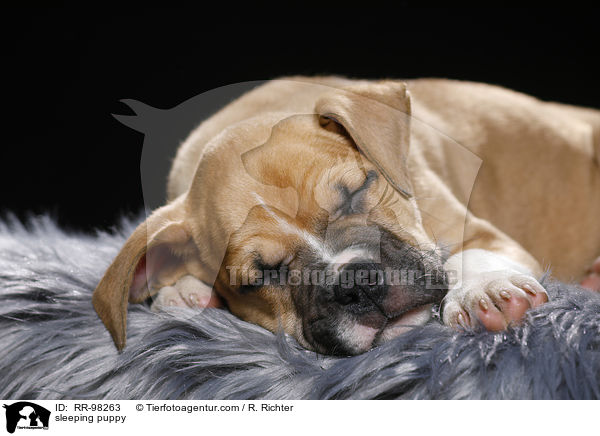schlafender Welpe / sleeping puppy / RR-98263