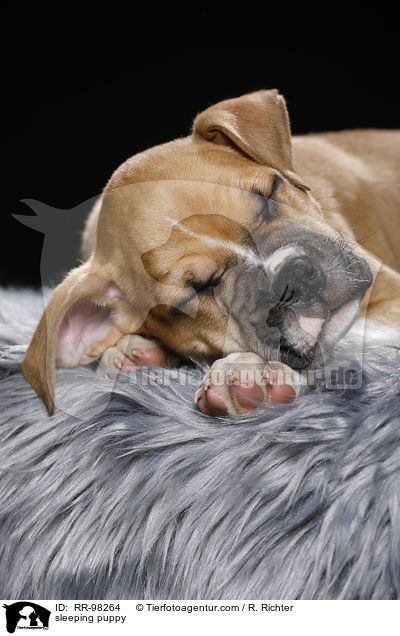 schlafender Welpe / sleeping puppy / RR-98264