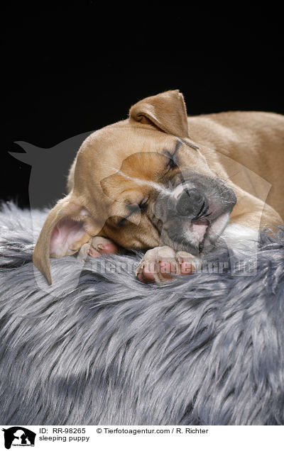 schlafender Welpe / sleeping puppy / RR-98265