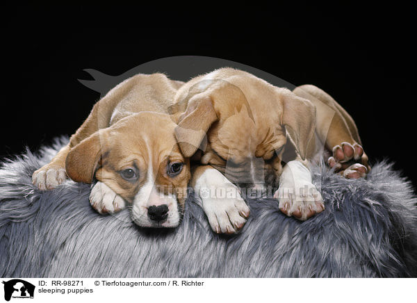 schlafende Welpen / sleeping puppies / RR-98271