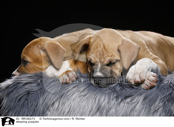 schlafende Welpen / sleeping puppies / RR-98273
