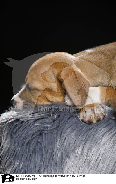 schlafender Welpe / sleeping puppy / RR-98276