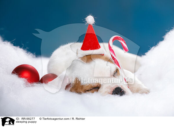 schlafender Welpe / sleeping puppy / RR-98277