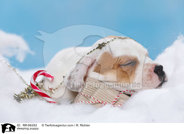 schlafender Welpe / sleeping puppy / RR-98282