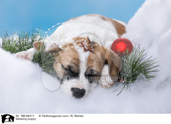 schlafender Welpe / sleeping puppy / RR-98311