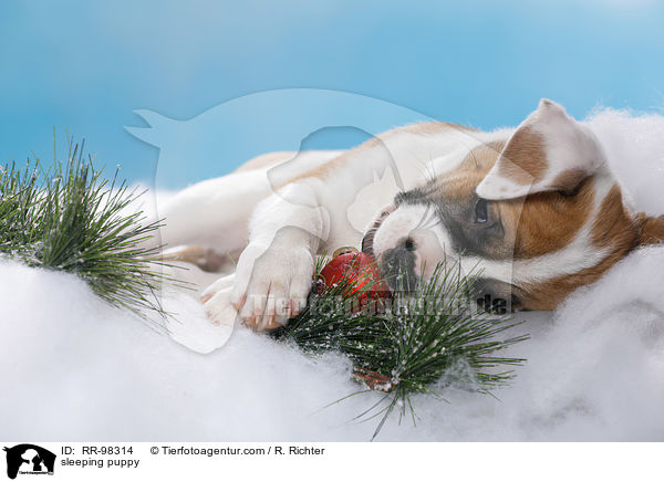 schlafender Welpe / sleeping puppy / RR-98314