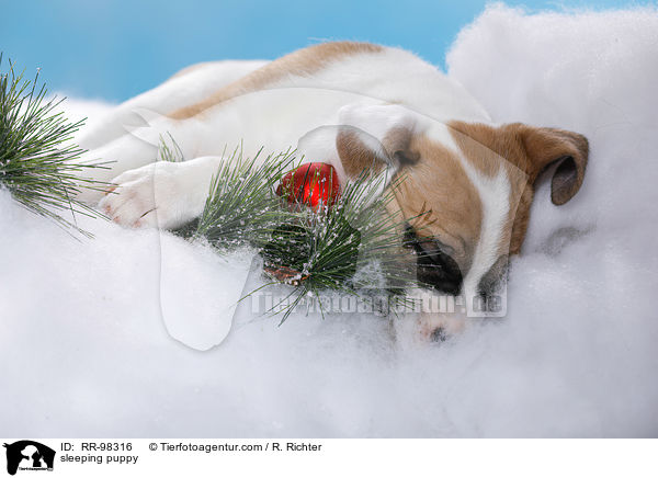 schlafender Welpe / sleeping puppy / RR-98316