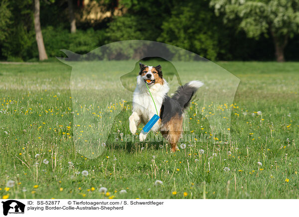 spielender Border-Collie-Australian-Shepherd / playing Border-Collie-Australian-Shepherd / SS-52877