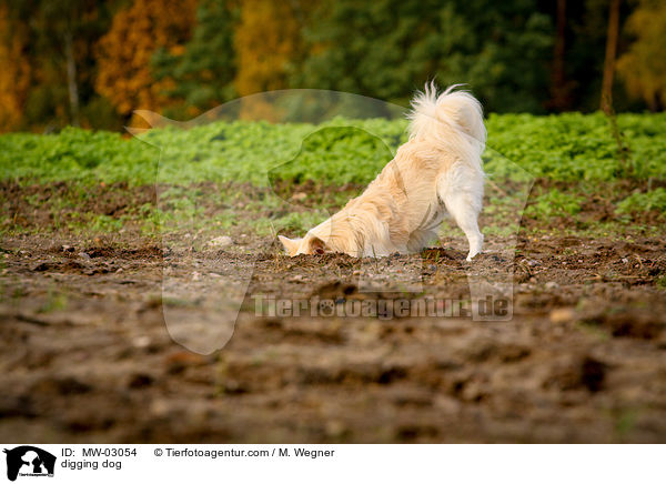 buddelnder Hund / digging dog / MW-03054