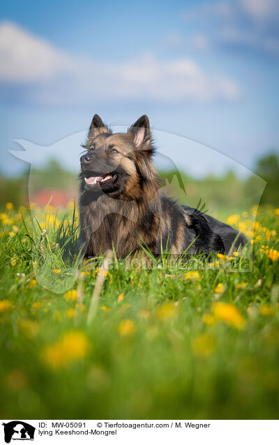 liegender Wolfsspitz-Mischling / lying Keeshond-Mongrel / MW-05091