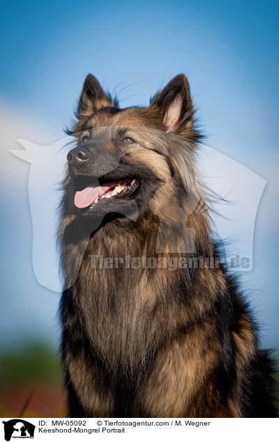 Wolfsspitz-Mischling Portrait / Keeshond-Mongrel Portrait / MW-05092