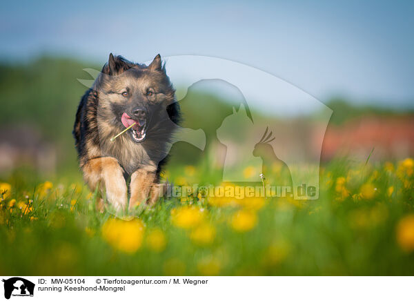 rennender Wolfsspitz-Mischling / running Keeshond-Mongrel / MW-05104