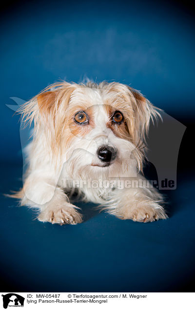 liegender Parson-Russell-Terrier-Mischling / lying Parson-Russell-Terrier-Mongrel / MW-05487